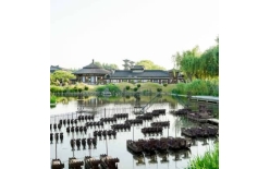2026鄂州夏季团建新篇：贝塔团建以‘长安的荔枝’解锁国风团建新体验